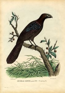Ani, 1863-79 von Raimundo Petraroja
