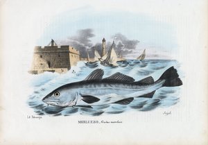 Atlantischer Kabeljau, 1863-79