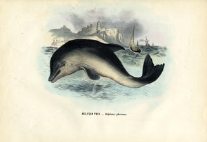 Hafenschweinswal, 1863-79