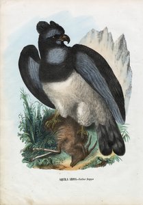 Harpyie, 1863-79 von Raimundo Petraroja