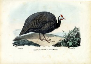 Helmperlhuhn, 1863-79