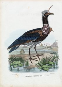Hornschreier, 1863-79 von Raimundo Petraroja