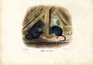 Hausmaus, 1863-79 von Raimundo Petraroja