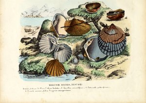 Muscheln
