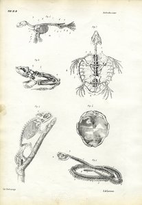 Schildkröte, 1863-79 von Raimundo Petraroja