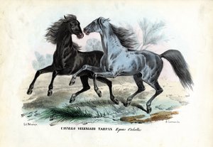 Wilde Pferde von Raimundo Petraroja