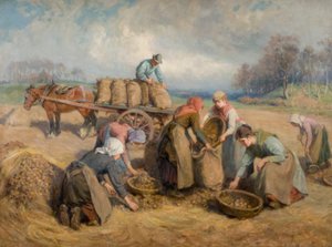 Kartoffelsammler, Northumberland, 1903