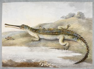 Ein Gharial oder Ganges-Krokodil von Angesicht zu Angesicht mit einer Heuschrecke, ca. 1820