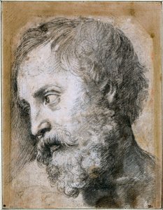 Kopf eines Apostels, Studie für die Verklärung, 1519-1520