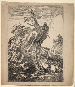 Studie eines Baumes von Raphael Lamar West
