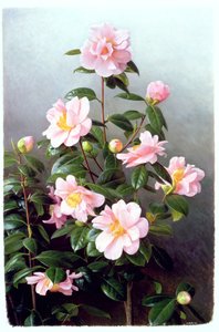 Kamelie Japonica Sorte von Raymond Booth