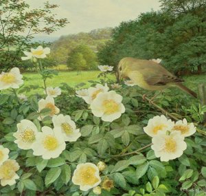 Feldrose und Weidenlaubsänger von Raymond Booth