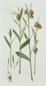 Fritillaria Hermonis Amana von Raymond Booth
