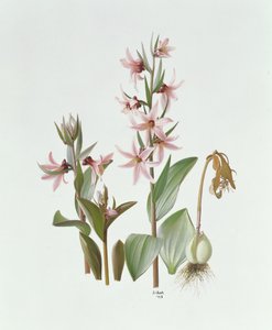Fritillaria Stenanthera von Raymond Booth