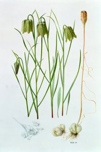 Fritillaria Whittallii von Raymond Booth