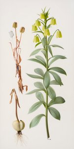 Fritillaria pallidiflora von Raymond Booth
