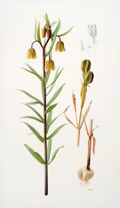Fritillaria roylei von Raymond Booth