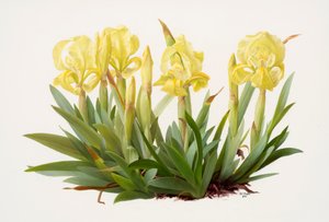 Iris lutescens von Raymond Booth