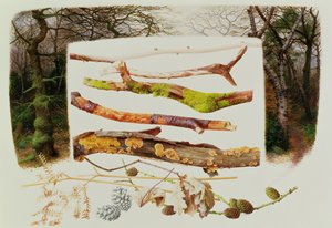 Gegenstände aus dem Winterwald, 2000 von Raymond Booth