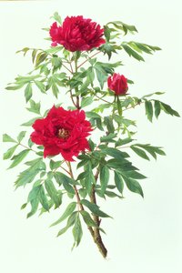 Japanische Baum-Pfingstrose von Raymond Booth