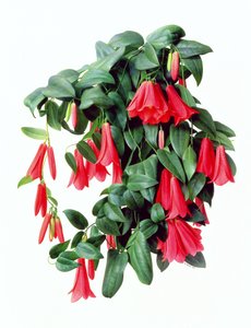 Lapegeria Rosea von Raymond Booth