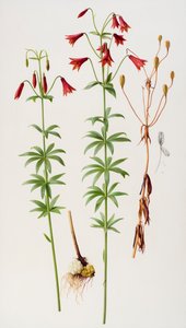 Lilium grayi von Raymond Booth