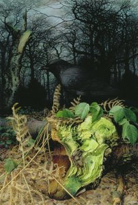 Mittwinter im Wald von Raymond Booth