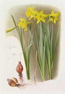 Narcissus Hispanicas Bujei von Raymond Booth