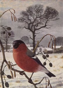 Nördlicher Gimpel von Raymond Booth