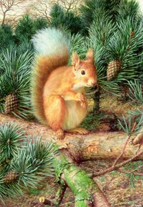 Rotes Eichhörnchen von Raymond Booth
