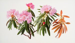 Rhododendron von Raymond Booth