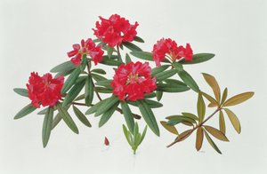 Rhododendron Microgynum von Raymond Booth