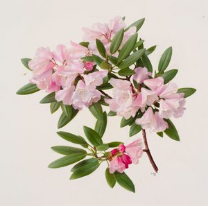 Rhododendron maculiferum anwheiense von Raymond Booth