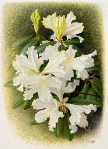 Rhododendron veitchianum, 2004 von Raymond Booth