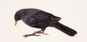Studie einer Amsel von Raymond Booth