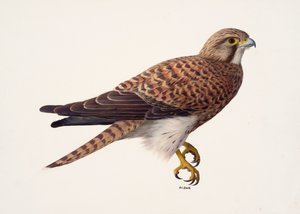 Studie eines Turmfalkenweibchens von Raymond Booth