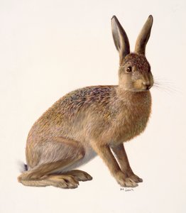 Studie eines Hasen von Raymond Booth