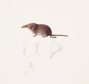 Studie einer Spitzmaus von Raymond Booth