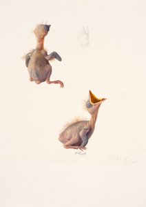 Zwei Studien eines Amseljungen von Raymond Booth