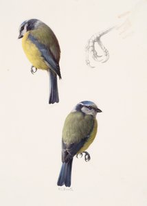 Zwei Studien einer Blaumeise von Raymond Booth