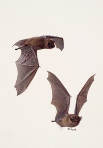 Zwei Studien einer Zwergfledermaus von Raymond Booth