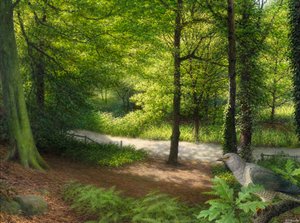 Wald mit Türkentaube von Raymond Booth