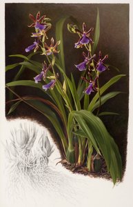 Zygopetalum-Hybride