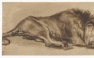 Studie eines schlafenden Löwen von Rembrandt van Rijn (copy after)