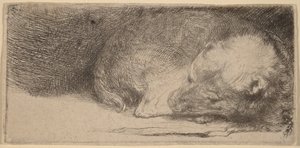 Schlafender Welpe von Rembrandt van Rijn