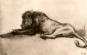 Studie eines Löwen, 1913 von Rembrandt van Rijn