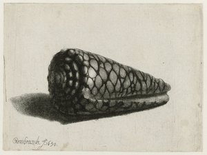 Die Muschel (Conus marmoreus)