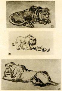 Drei Löwenstudien von Rembrandt van Rijn