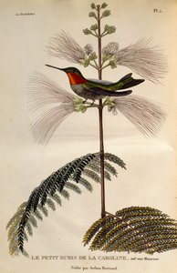 Rubinkehlkolibri, Gravur aus Les trochilidees ou les colibris et les oiseaux-mouches von René Primevère Lesson