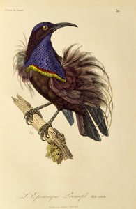 Erwachsener männlicher Paradiesgewehrvogel (Ptiloris paradiseus), Gravur aus Histoire naturelle des oiseaux de paradis et des epimagues von René Primevère Lesson